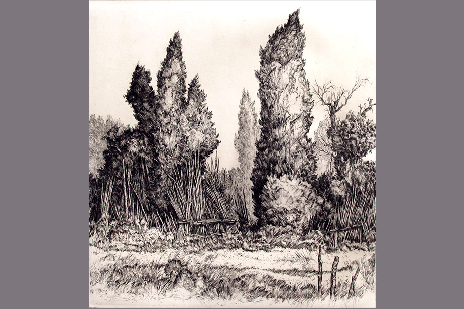 Gravure - Les cyprès - Gerard Jan