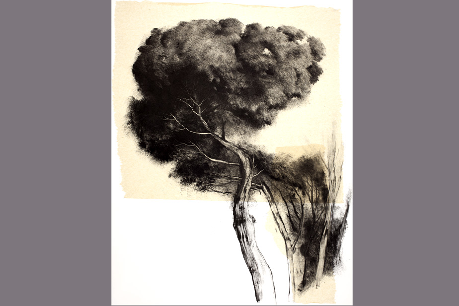 Monotype - Etude d'arbres - Gerard Jan