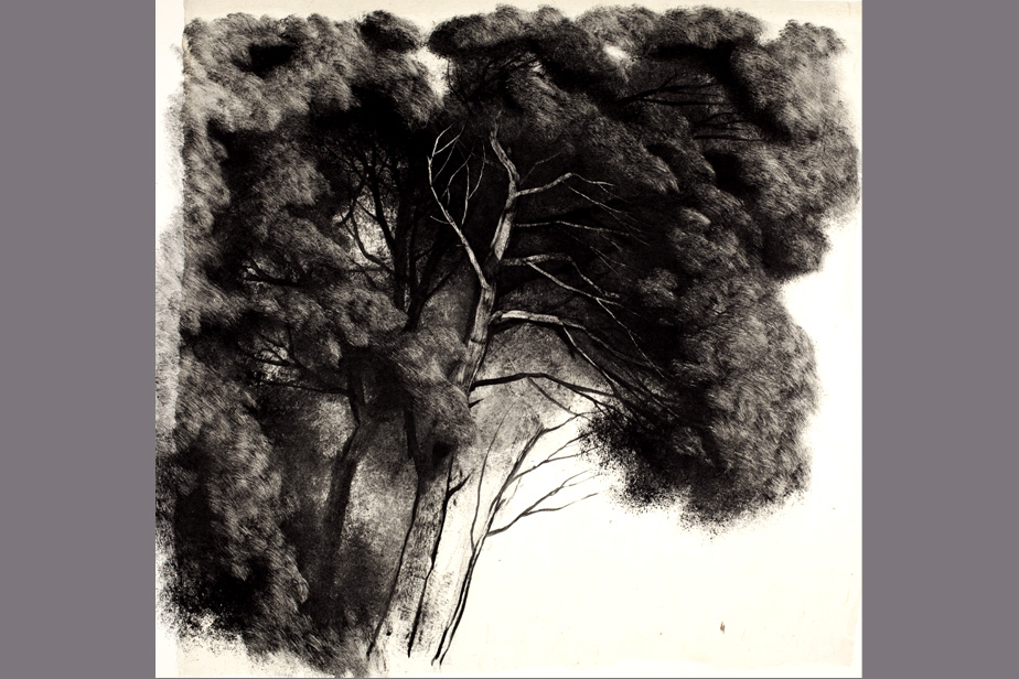 Monotype - Etude d'arbres - Gerard Jan