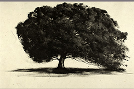 Monotype - Arbre, étude - Gérard Jan